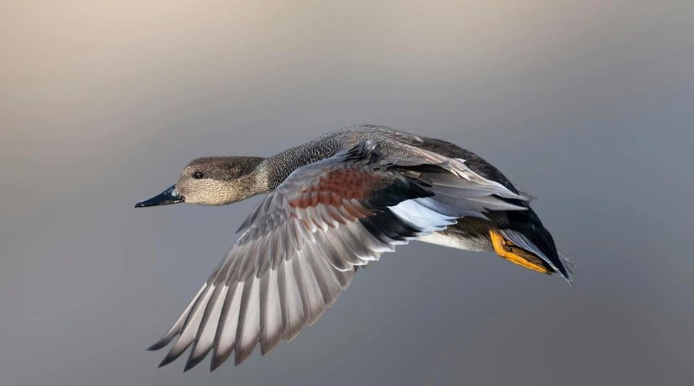 A duck flying with wings extended