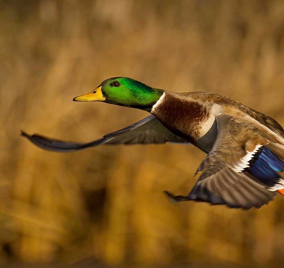 Mallard in flight against golden marsh grasses