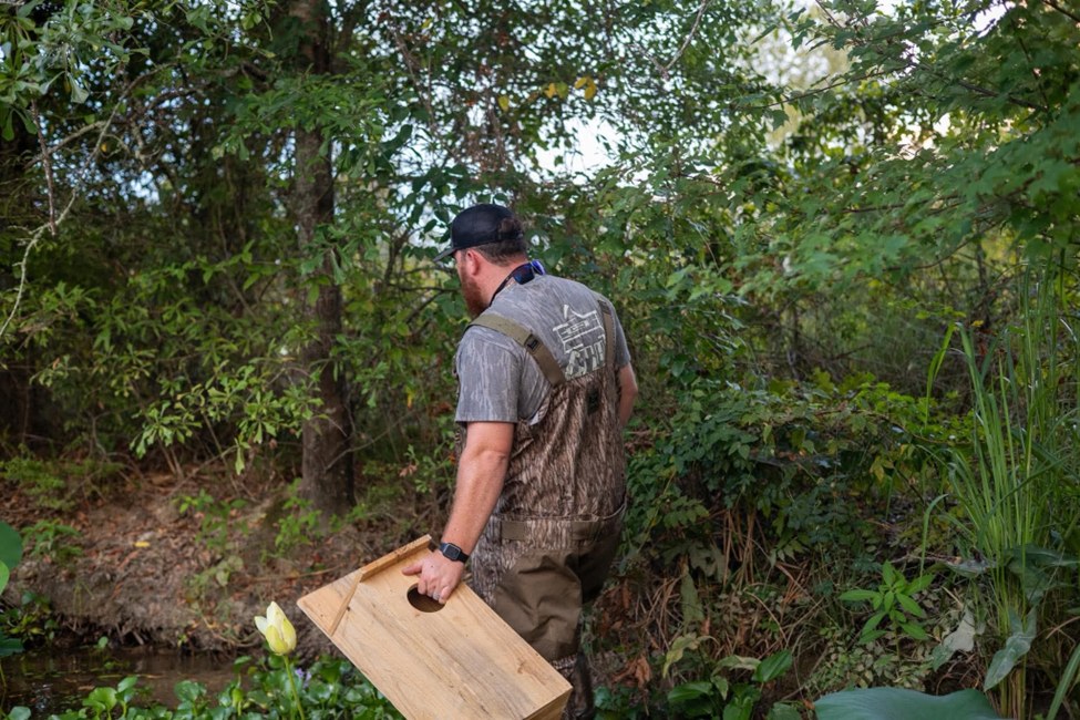 A conservation volunteer carrying a wooden nesting box beside a wetland