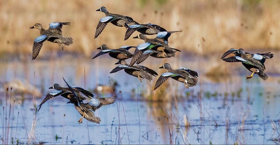 A flock of ducks taking flight over marsh water